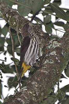 Pijantung kepala-putih (Arachnothera juliae)