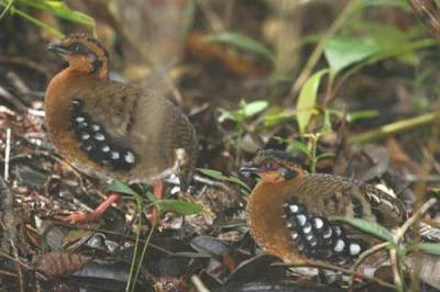 Puyuh-gonggong Kalimantan Gambar : orientalbirdimages.org