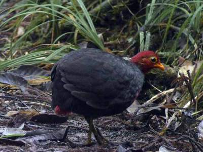 Puyuh Kepala-merah (Haematortyx sanguiniceps)