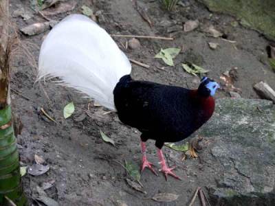 Sempidan kalimantan (Lophura bulweri)