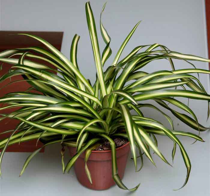 Spider plant (Chlorophytum comosum)
