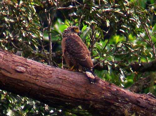 Spilornis kinabaluensis (Mountain Serpent-eagle)