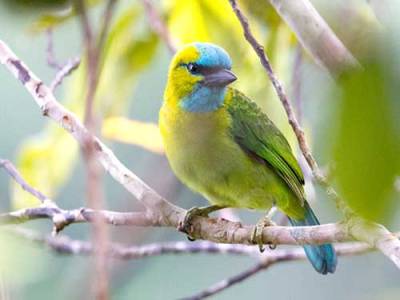 Takur-tengkuk-emas-(Megalaima pulcherrima)