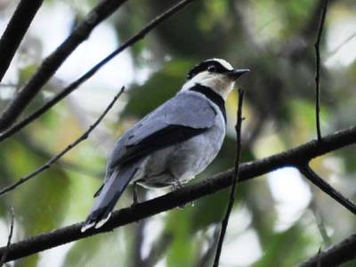 Tawau dada-hitam (Chlamydochaera jefferyi)