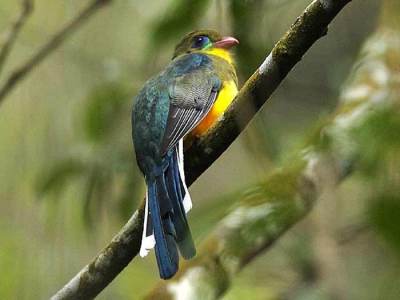 Burung luntur gunung