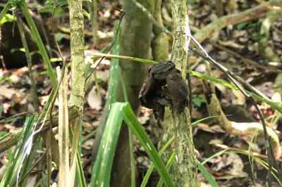 Rafflesia yang telah layu masih menempel di inangnya