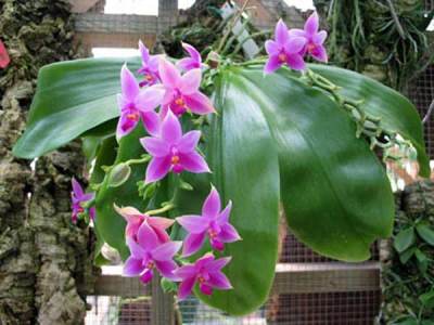 Anggrek Phalaenopsis violacea