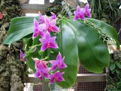 Anggrek Phalaenopsis violacea
