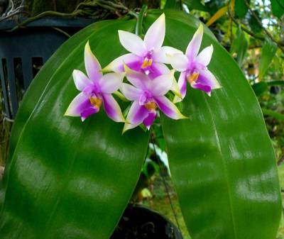 Anggrek Phalaenopsis violacea