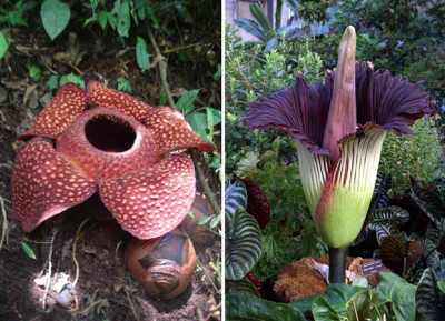 Perbedaan rafflesia dan bunag bangkai