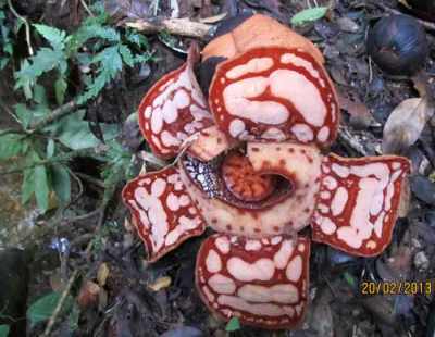 Rafflesia haselstii