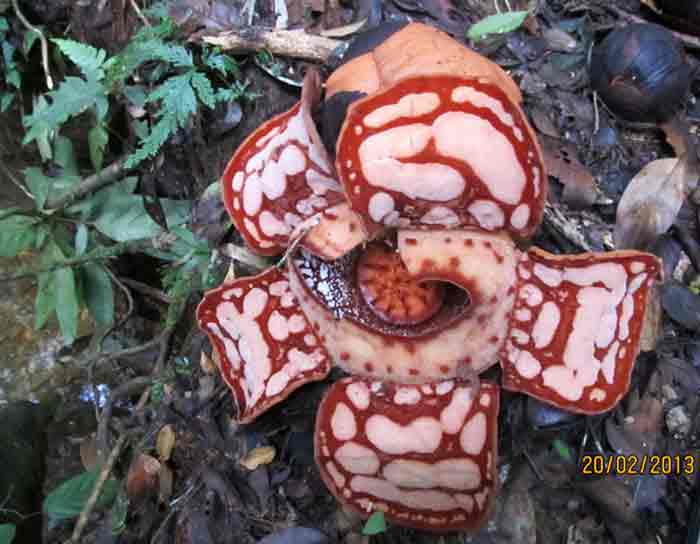 Rafflesia haselstii