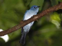 Burung Seriwang Sangihe