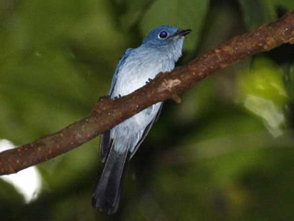 Burung Seriwang Sangihe