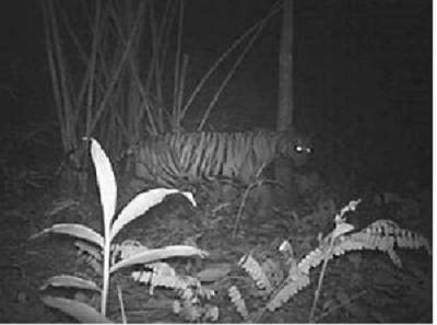 Foto yang diduga harimau jawa