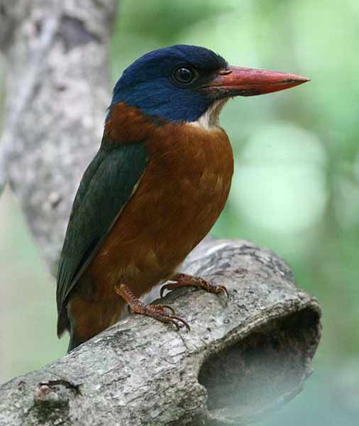 Cekakak Hutan Tunggir Hijau