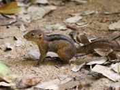 Bajing Tanah Lariscus insignis