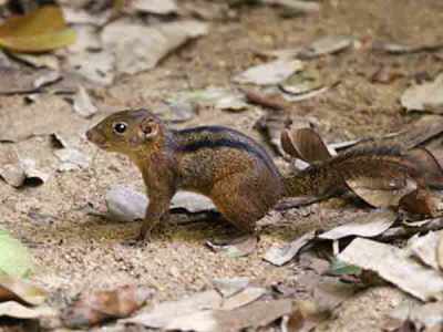 Bajing Tanah Lariscus insignis