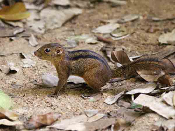 Bajing Tanah Lariscus insignis