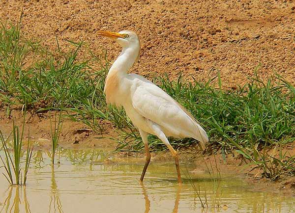 Kuntul Kerbau, Bangau Putih