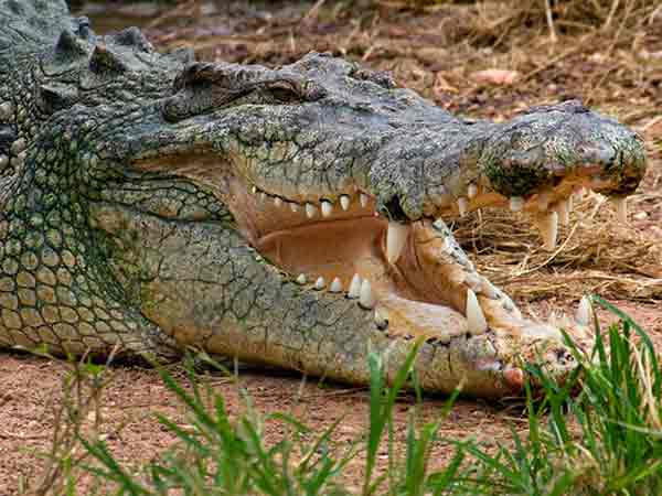 Buaya Muara (Crocodylus porosus)