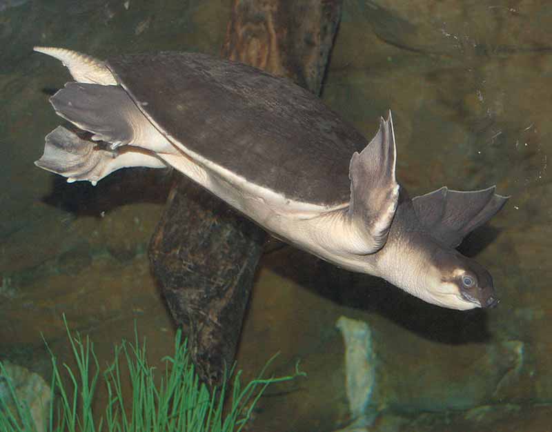 Labi-labi Moncong Babi (Carettochelys insculpta)