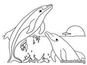 Mewarnai Gambar Lumba-lumba