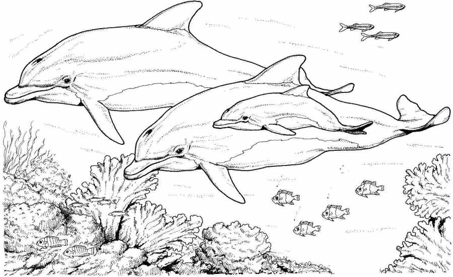 Mewarnai gambar lumba-lumba