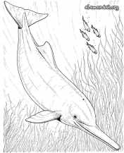 Mewarnai gambar lumba-lumba 