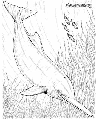 Mewarnai gambar lumba-lumba