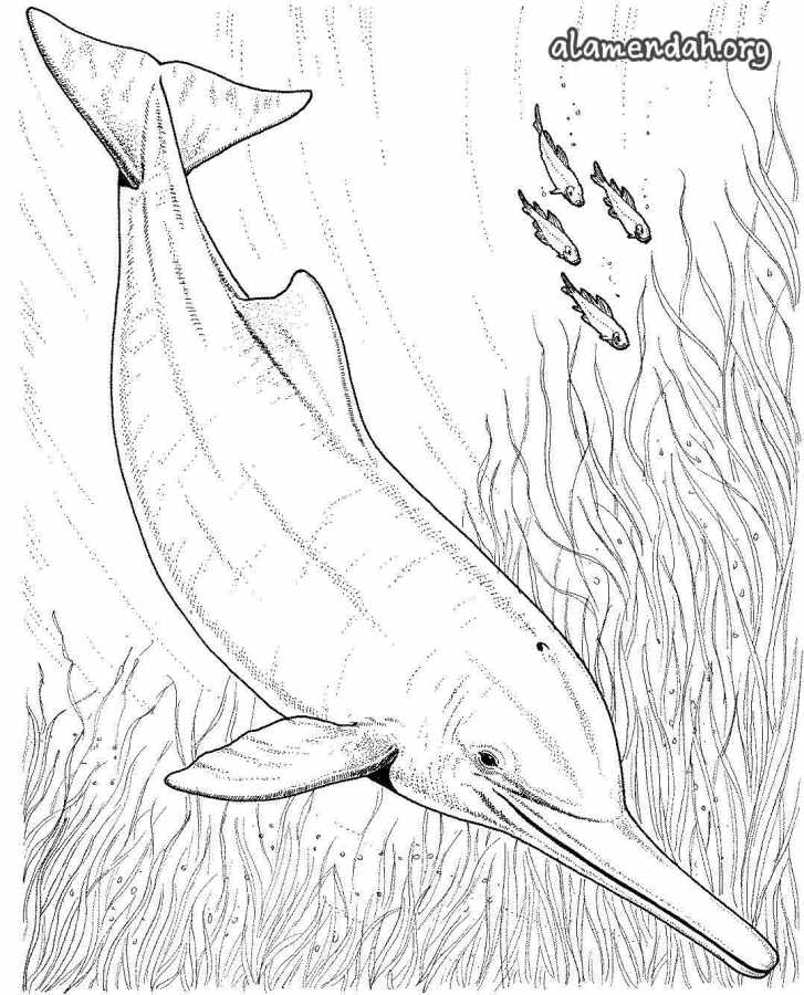 Mewarnai gambar lumba-lumba