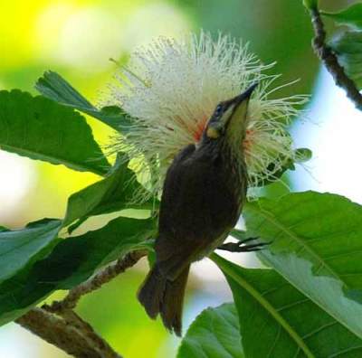 Meliphaga Dada lurik