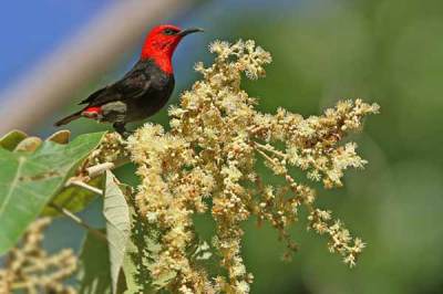 Myzomela Kepala Merah