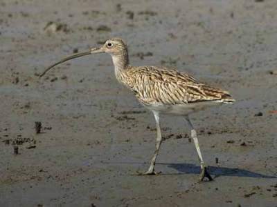Burung Gajahan Besar