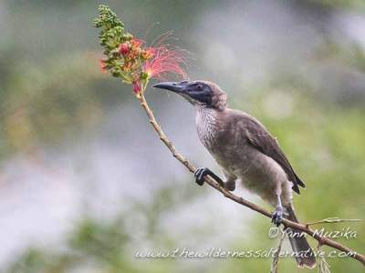 Cikukua Tanduk (Philemon corniculatus)