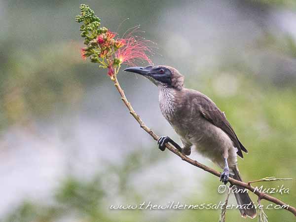 Cikukua Tanduk (Philemon corniculatus)