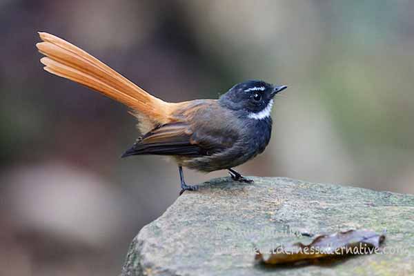 Burung kipas ekor merah