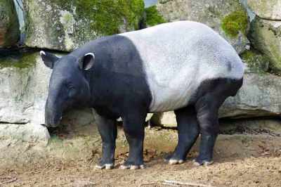 Tapir