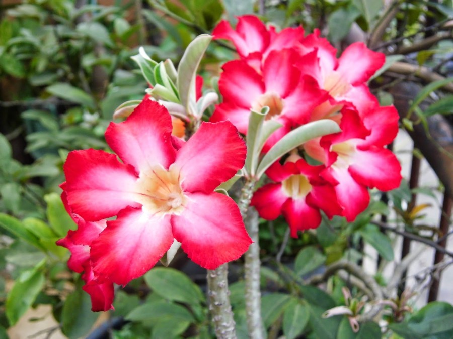 Bunga Adenium