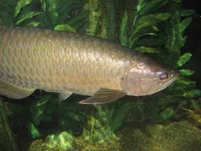Ikan Arowana Irian