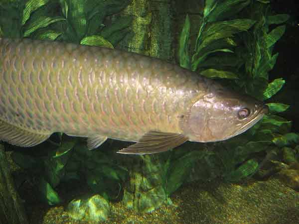 Ikan Arowana Irian
