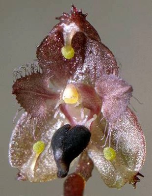 Bulbophyllum erinaceum