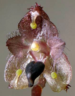 Bulbophyllum erinaceum