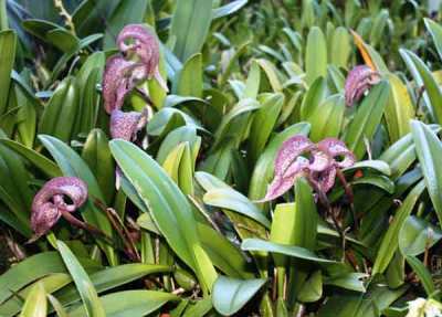 Anggrek Bulbophyllum fritillariiflorum