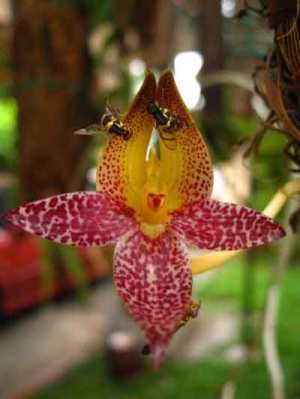 Anggrek Bulbophyllum macranthum