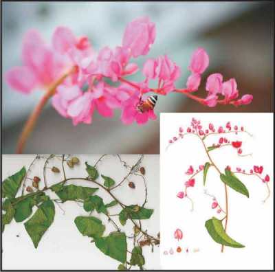 Bunga air mata pengantin (Antigonon)