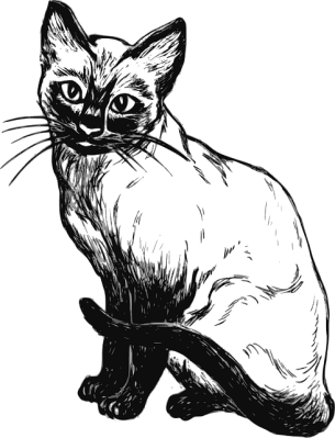 Gambar kucing kampung