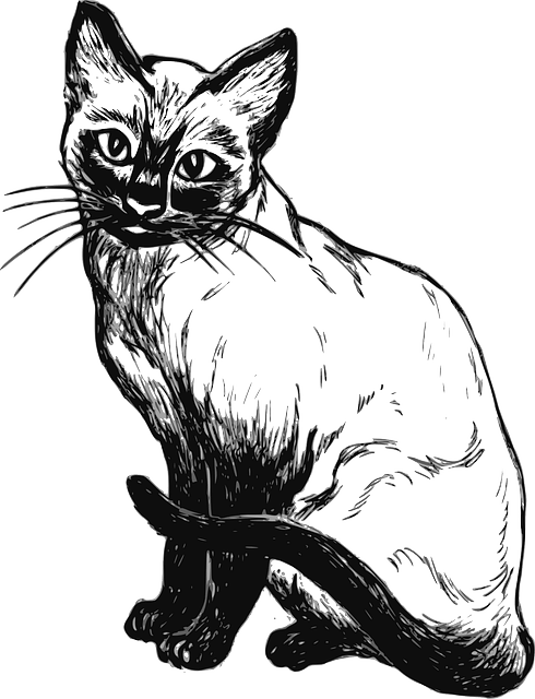 Gambar kucing kampung