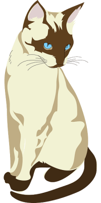 Gambar kucing cantik