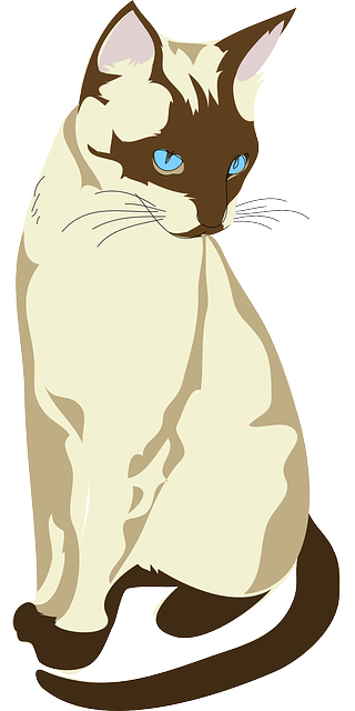 Gambar kucing cantik